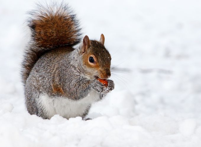 Stock Images squirrel, cute animals, snow, winter, 4k, Stock Images 865569855